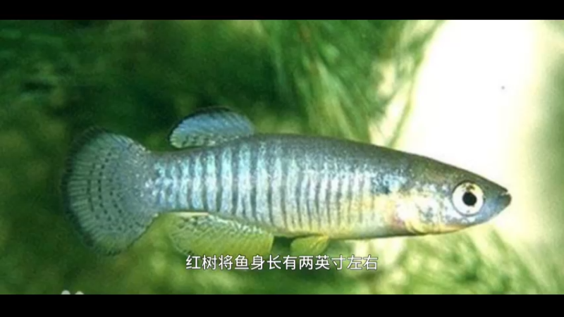 红树鳉鱼