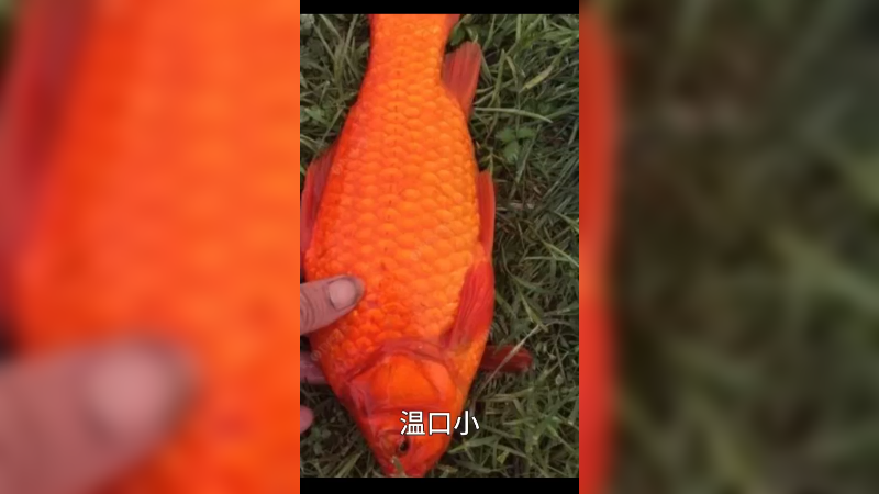 红目鲫