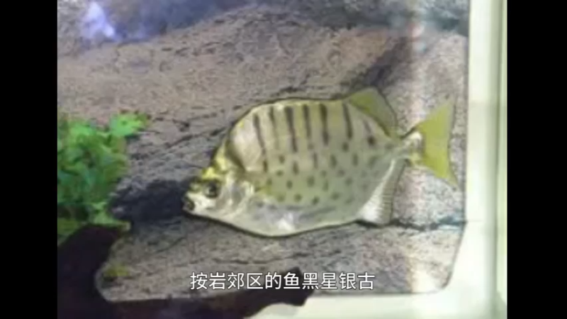 黑星银鼓