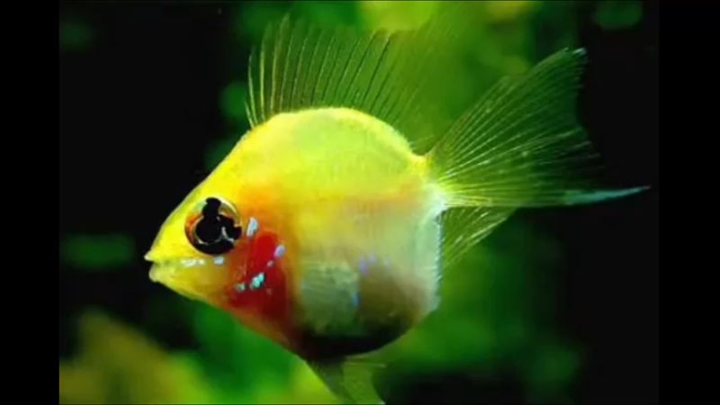 波子鱼