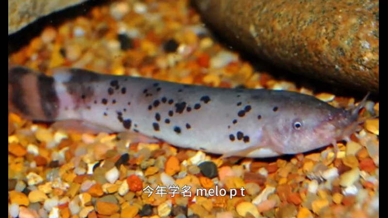 电鲇