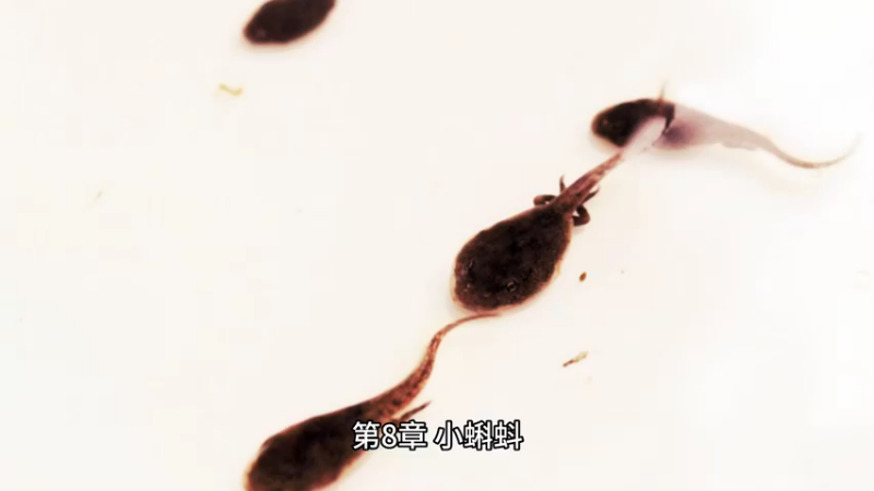 【有声书】第8章 小蝌蚪