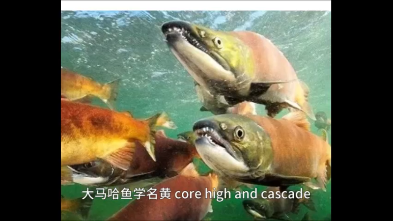 大马哈鱼