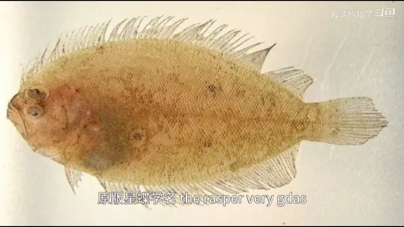 圆斑星鲽