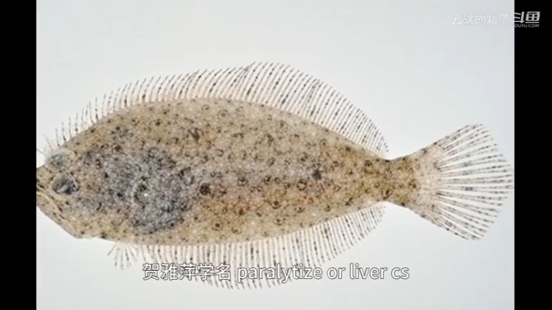 褐牙鲆
