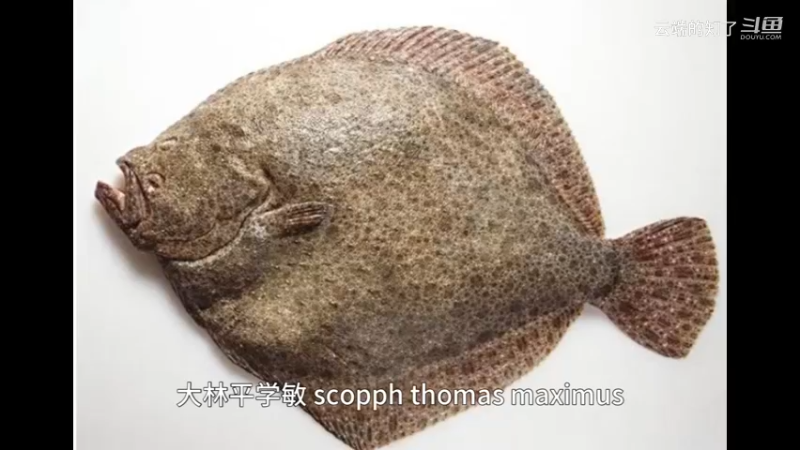 大菱鲆