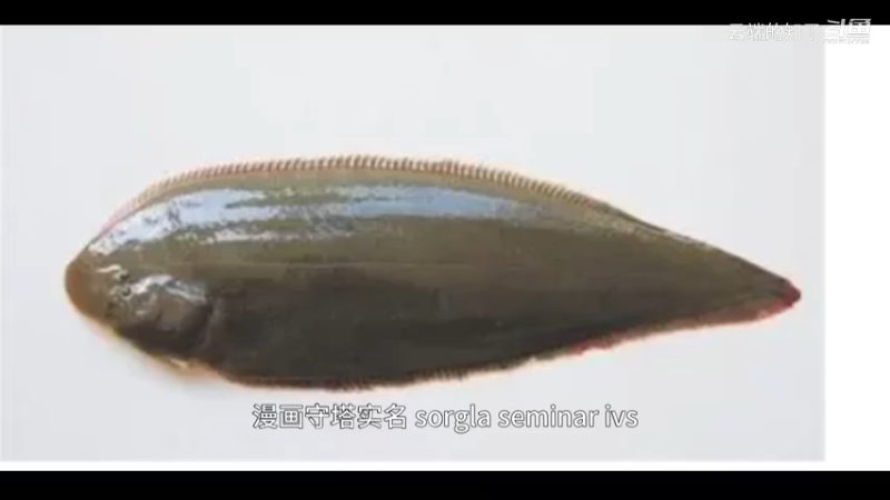 半滑舌鳎