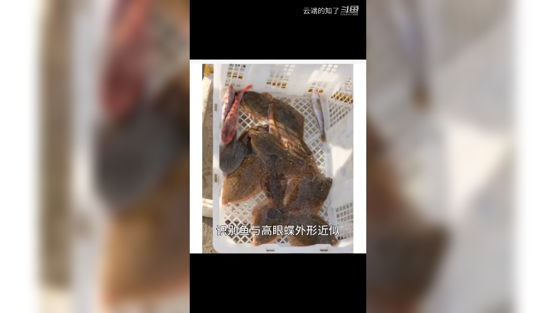 石鲽