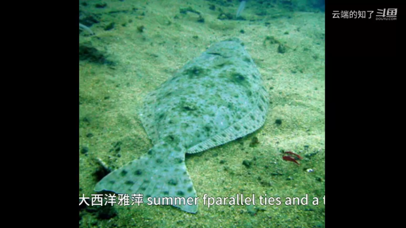 大西洋牙鲆