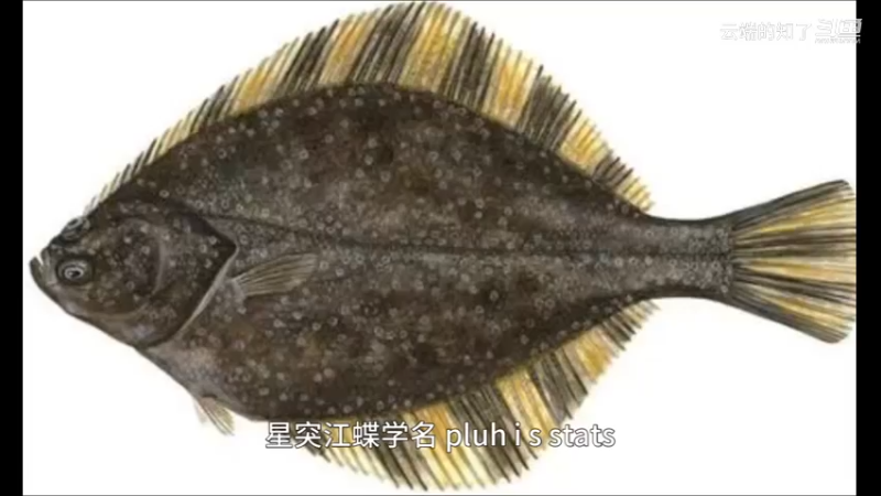 星斑川鲽