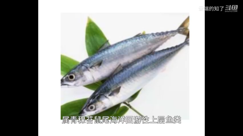青占鱼
