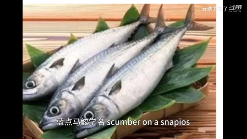 蓝点马鲛