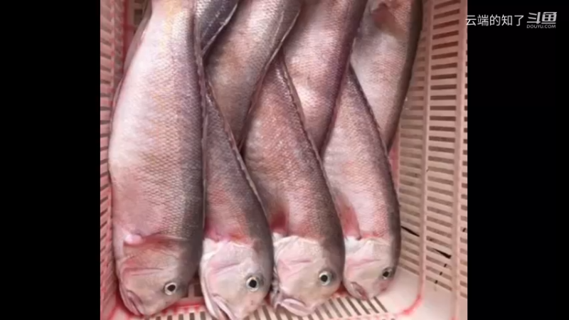 马头鱼