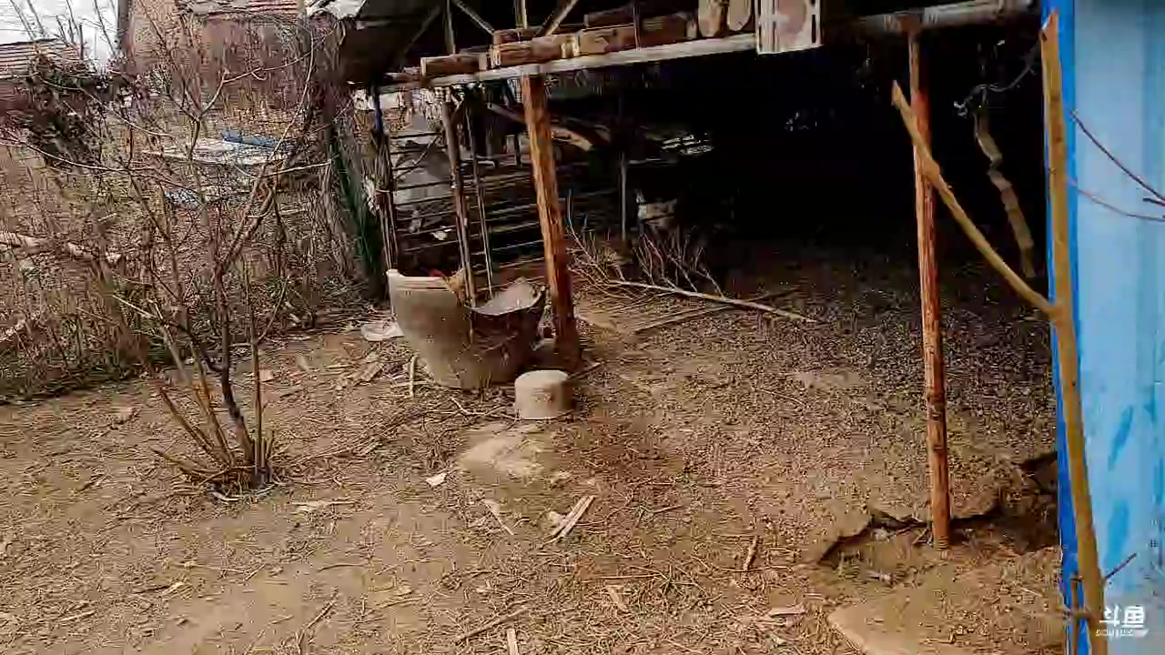 【2023-01-13 12点场】洪湖小肖：欢迎虎哥来洪湖