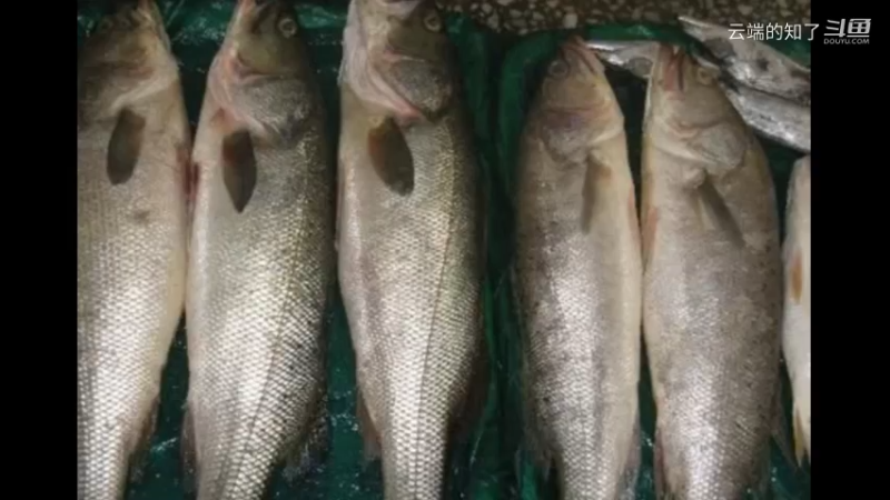 海鲈鱼