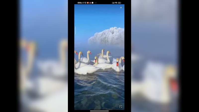 来新疆伊犁的天鹅湖看天鹅，是真正的天鹅啊