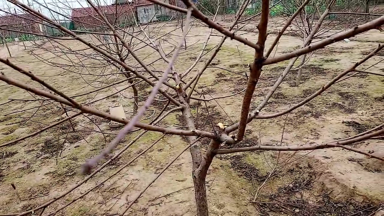 【2023-01-21 15点场】洪湖小肖：祝大家新年快乐 337852