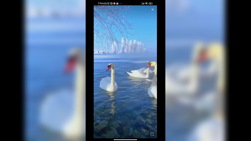 在新疆伊犁天鹅湖看天鹅，真好看啊