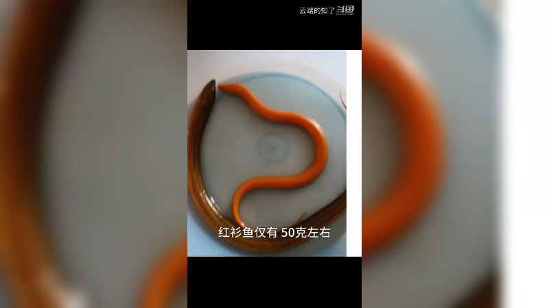 红鳝鱼