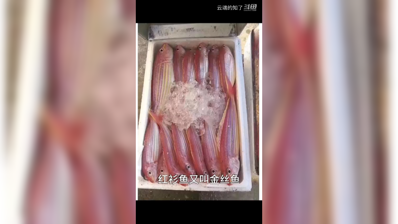 红杉鱼