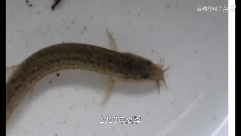 食木甲鲶鱼
