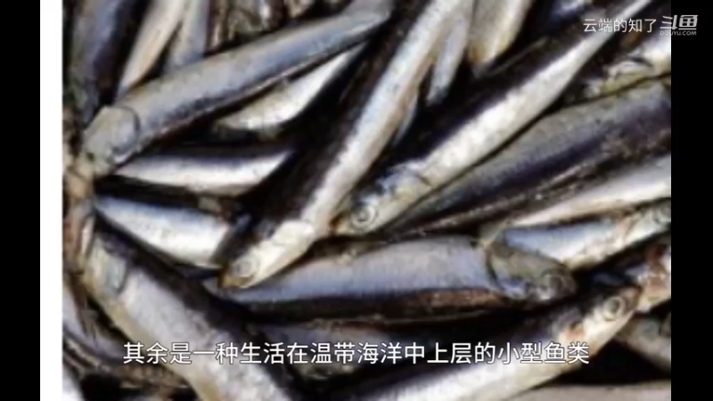 鳀鱼