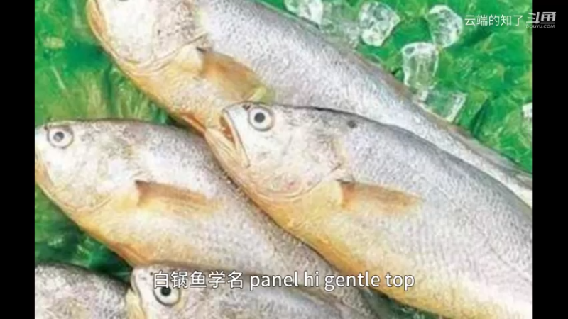 白姑鱼