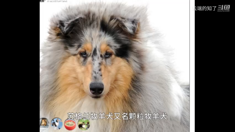 苏格兰牧羊犬