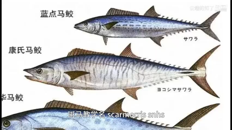 蓝点鱼