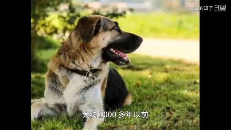 安纳托利亚牧羊犬