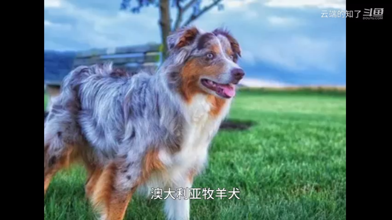 澳大利亚牧羊犬