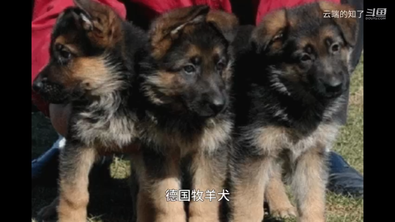 德国牧羊犬