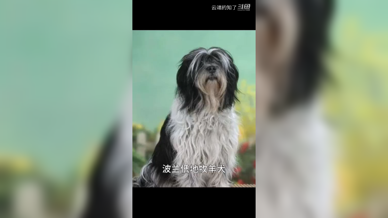 波兰低地牧羊犬