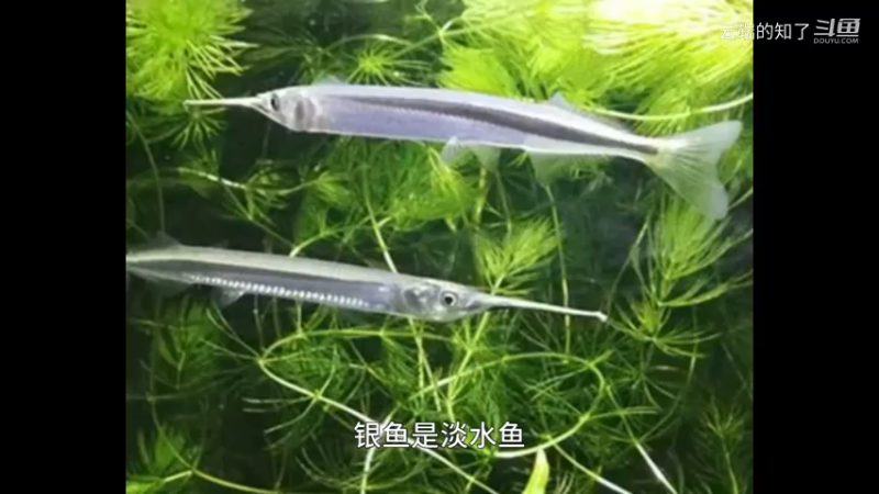 银针鱼