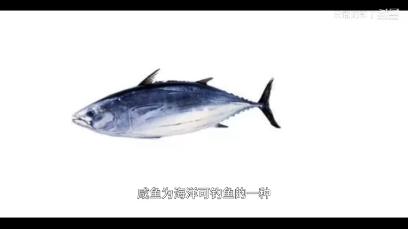 鲣鱼