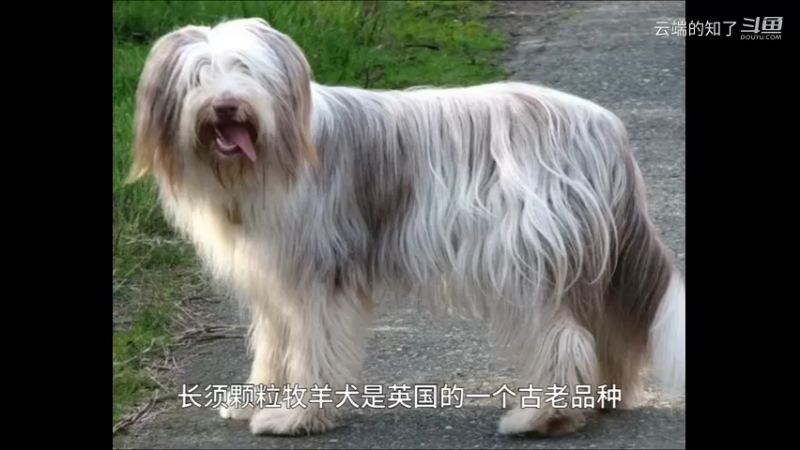 长须柯利牧羊犬