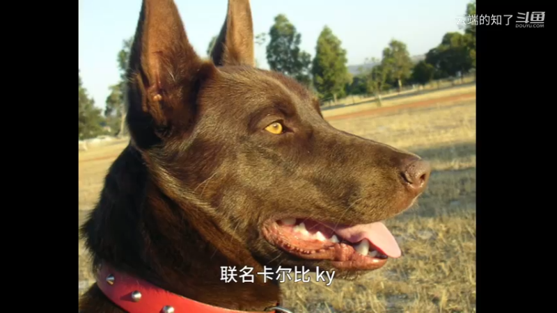 澳大利亚卡尔比犬