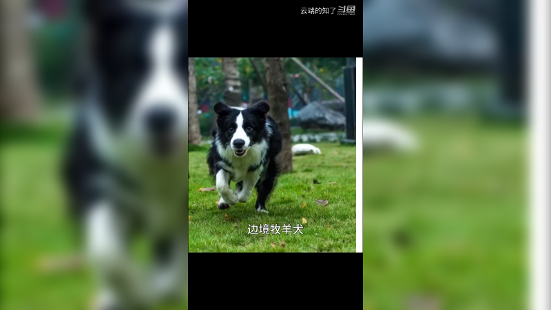 边境牧羊犬