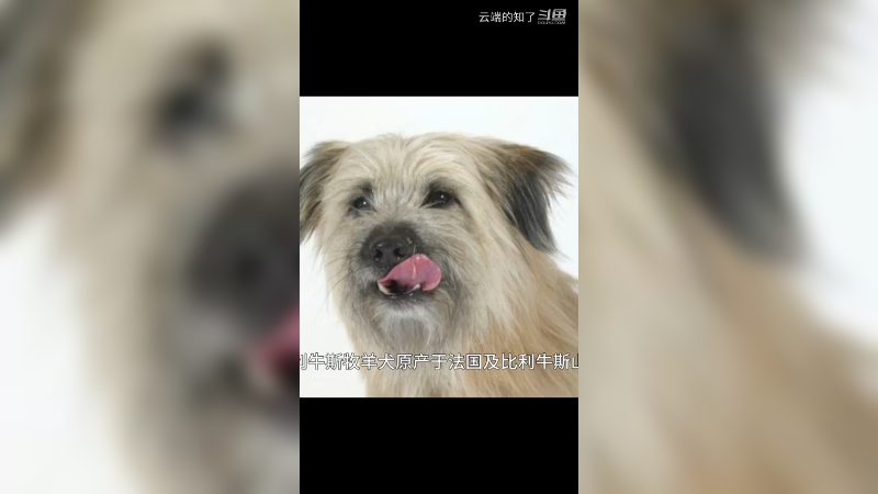 比利牛斯牧羊犬