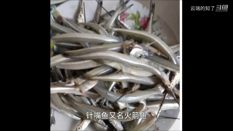 针嘴鱼