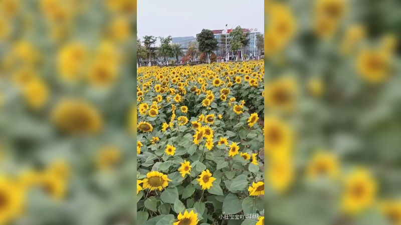 春有约，花不误，花开富贵好运来3