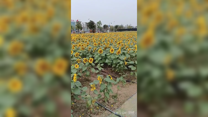 春有约，花不误，花开富贵好运来5