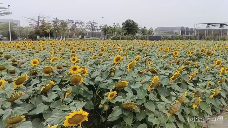 春有约，花不误，花开富贵好运来1