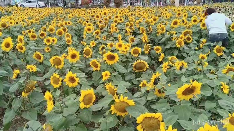 春有约，花不误，花开富贵好运来4