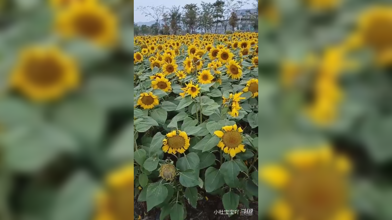 春有约，花不误，花开富贵好运来6