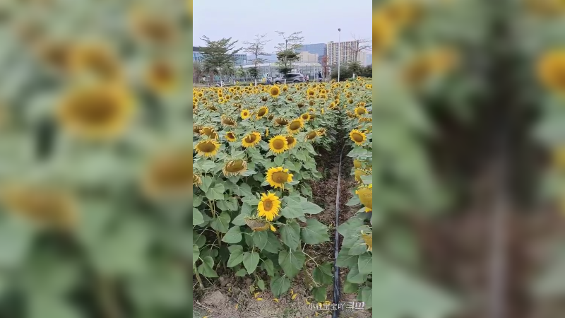 春有约，花不误，花开富贵好运来2