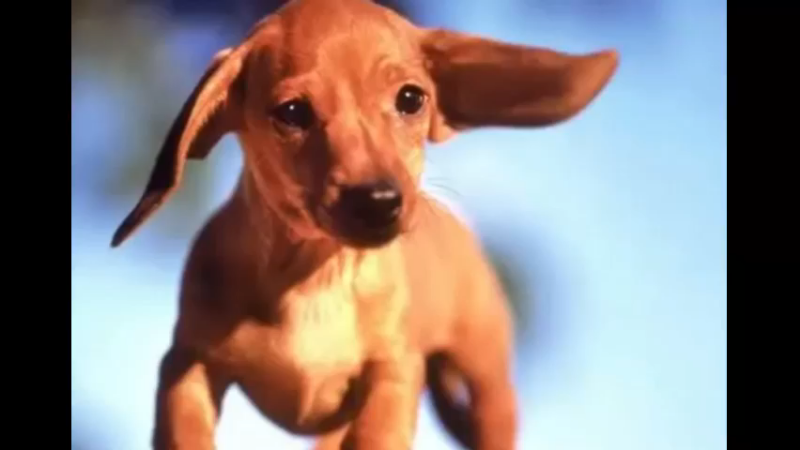 腊肠犬