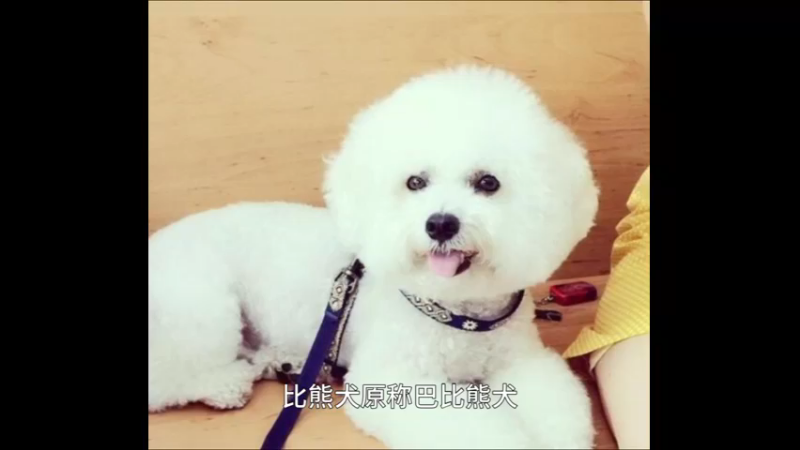 比熊犬