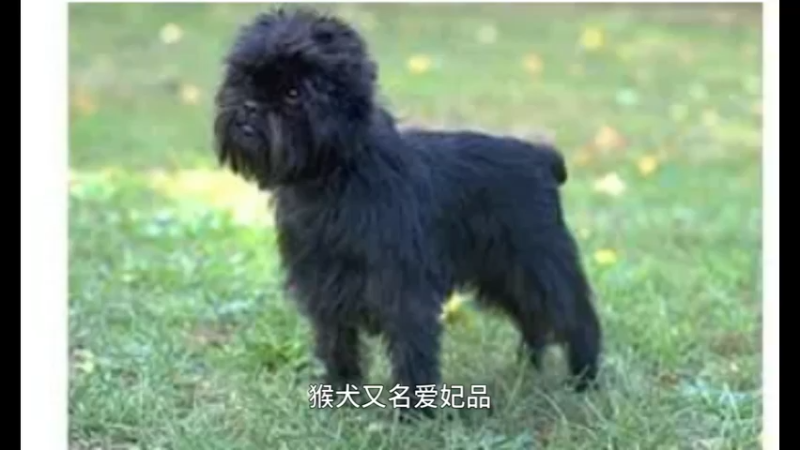 猴犬