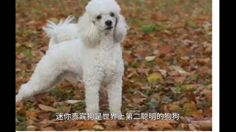 迷你贵宾狗